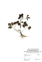 藏品(禺毛茛)的圖片